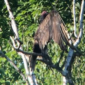 Meet your Posher, Mario